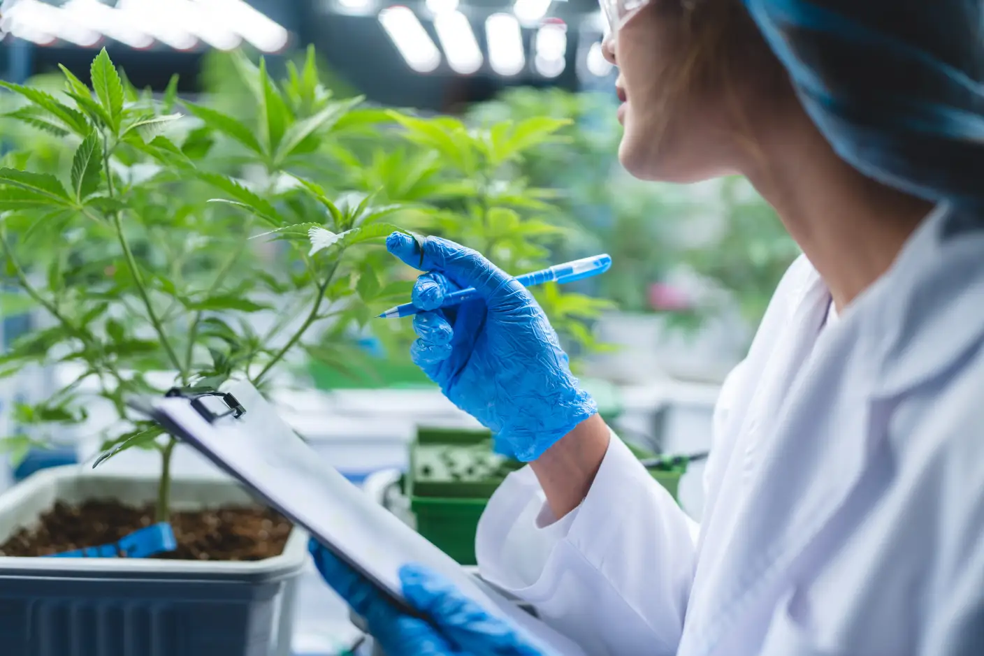 Expertos en protección de variedades vegetales