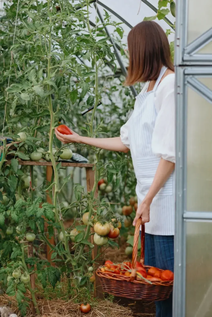 Variedad vegetal tomates